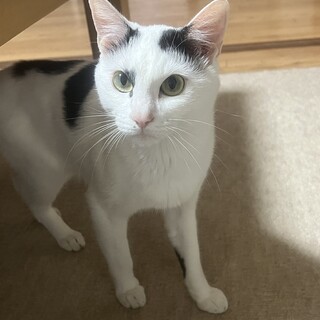 4歳  白黒男の子
