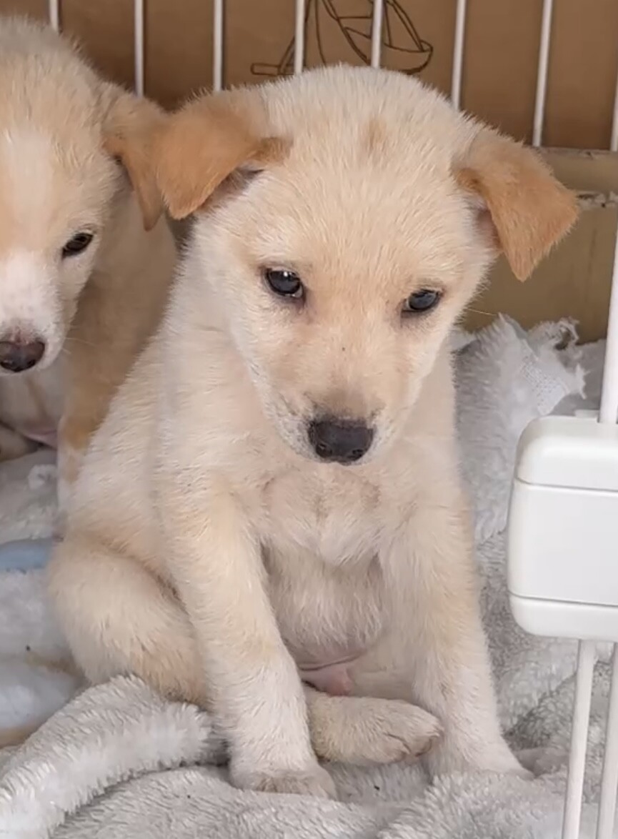 ナナオ愛護センターから保」徳島県 - 犬の里親募集(531526) 3枚目の