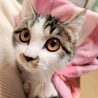 ゴージャスなゴールドの瞳・雫(しずく)ちゃん