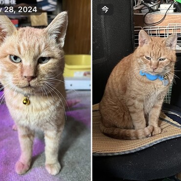 オヅノ氏捕獲 before & after  500g太った！