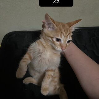 子猫ちゃん達！