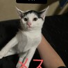 子猫ちゃん達！ サムネイル2
