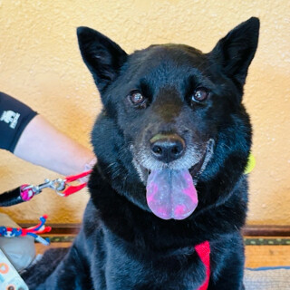 募集中♀甲斐犬８才11ヵ月