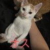 子猫ちゃん達！ サムネイル3