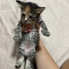 子猫ちゃん達！ サムネイル4