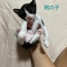 子猫ちゃん達！ サムネイル6