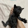 子猫ちゃん達！ サムネイル7