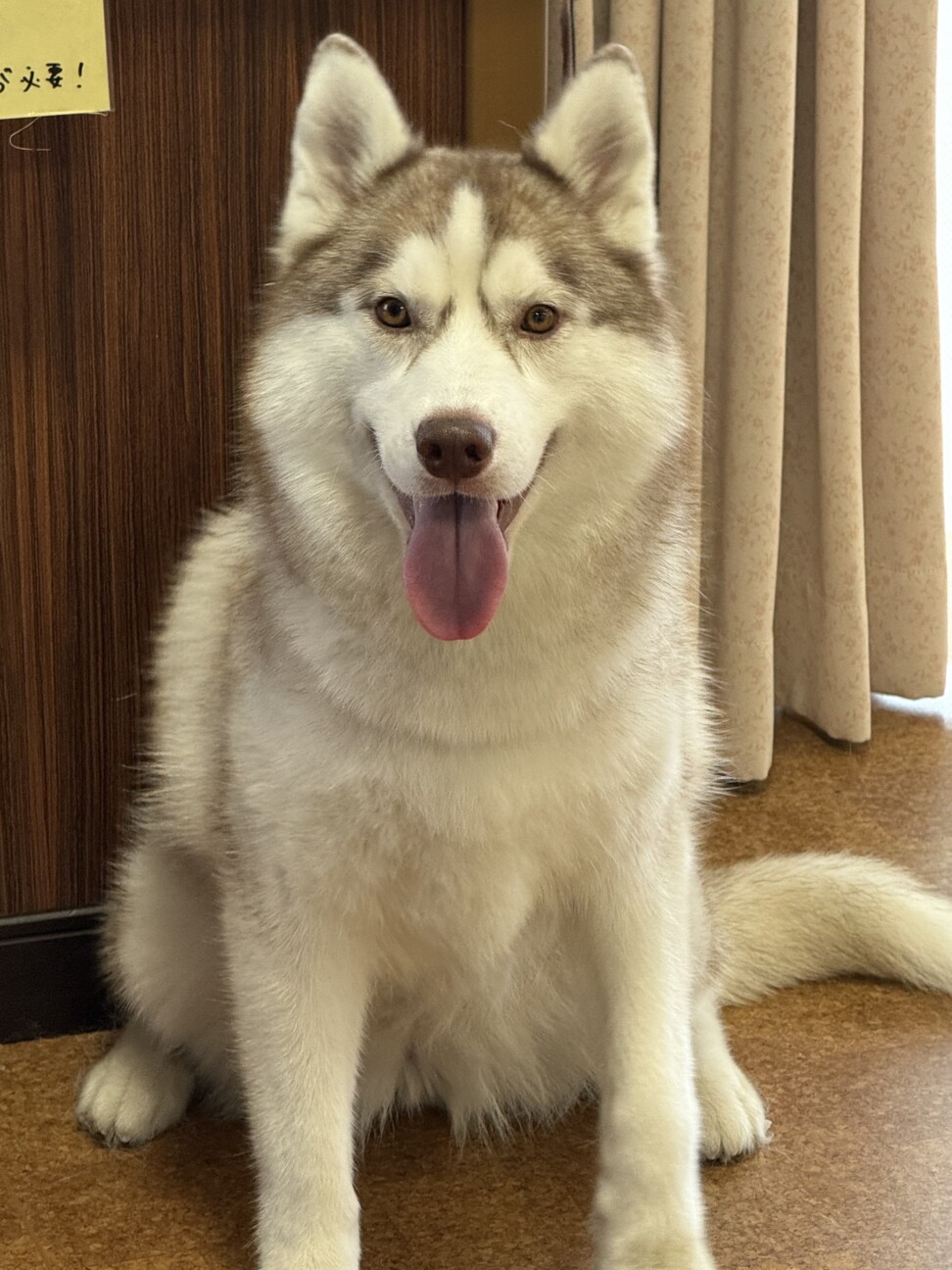 ハスキー 女の子 3歳 募集一時停止 サムネイル4