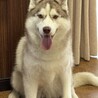 ハスキー 女の子 3歳 募集一時停止 サムネイル4