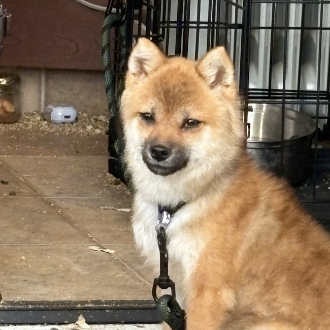 おおばかつらのカバー写真