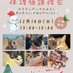 保護猫譲渡会　愛知県みよし市　猫グッズ物販あり！