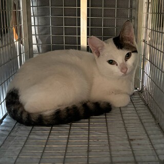 去勢手術済みの子猫　男の子