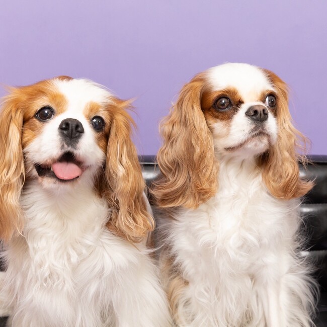 あいとにことりずのカバー写真