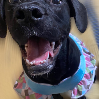 ミックス もうすぐ1歳