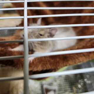 デグー　クリームパイド