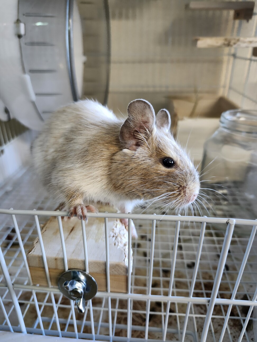 デグー　クリームパイド サムネイル7