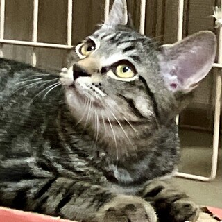 幸運のカギしっぽ探検大好き❤️４ヶ月