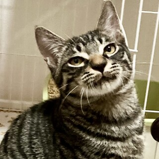 幸運のカギしっぽ　甘えん坊❤️パックン