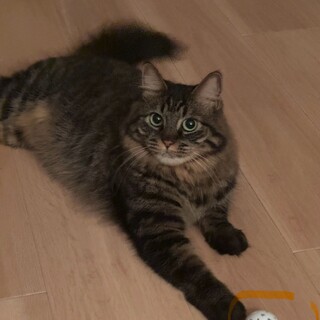 【里親募集】甘えん坊なねねちゃんの新しい家族を探す