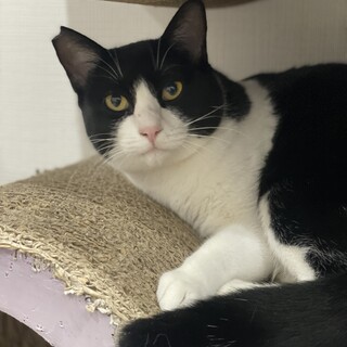 優しい瞳のセバスチャン