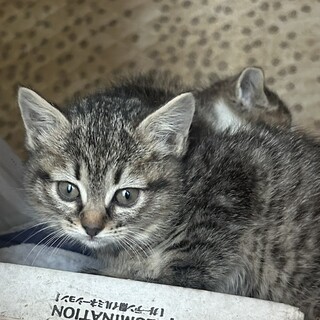 保護した子猫の新しい家族になってくださる方へ