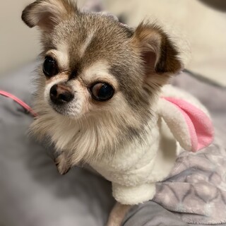 甘えん坊チワワの「七宝（しっぽう）」くん