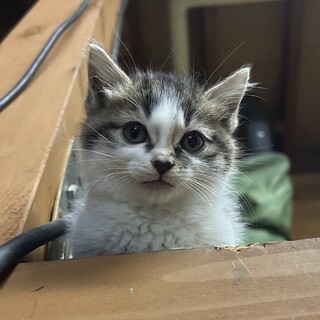 子猫の飼い主さん募集です。