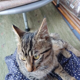 膝乗りポワポワ子猫4兄妹