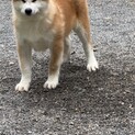 今年６月産まれの秋田犬の男の子です。