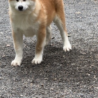 今年６月産まれの秋田犬の男の子です。