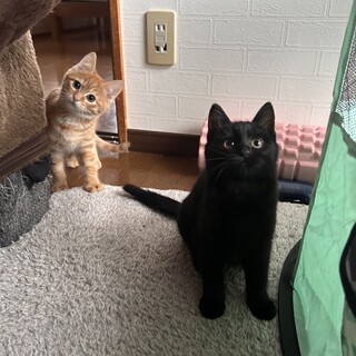 使っていない小屋で生まれ育った子達です