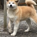 今年の６月産まれ。人が大好きな秋田犬の女の子です。