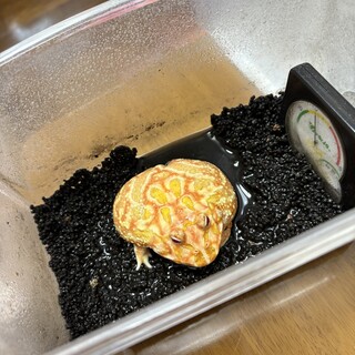 クランウェルツノガエル アプリコット