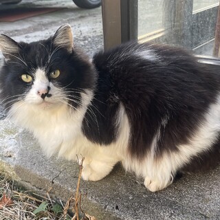 長毛種のパンダちゃん里親さん募集中です!