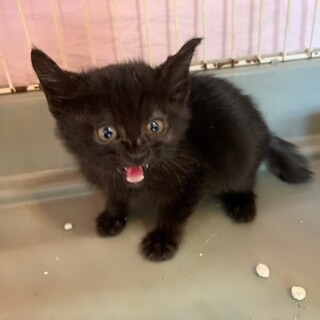 可愛いシャーシャー黒猫クラウス君１、５ヶ月