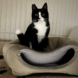 フワフワな毛質 パズくん