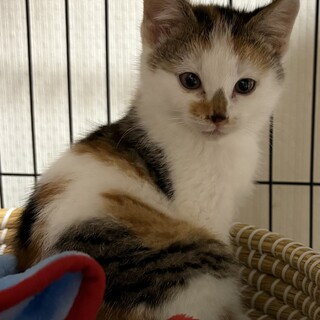 1番兄妹の中で小さい♪キャンディちゃん