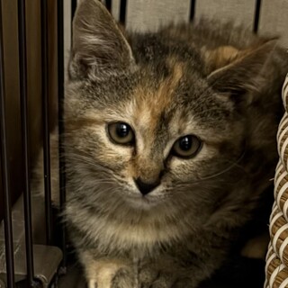 可愛い女の子♪モコちゃん