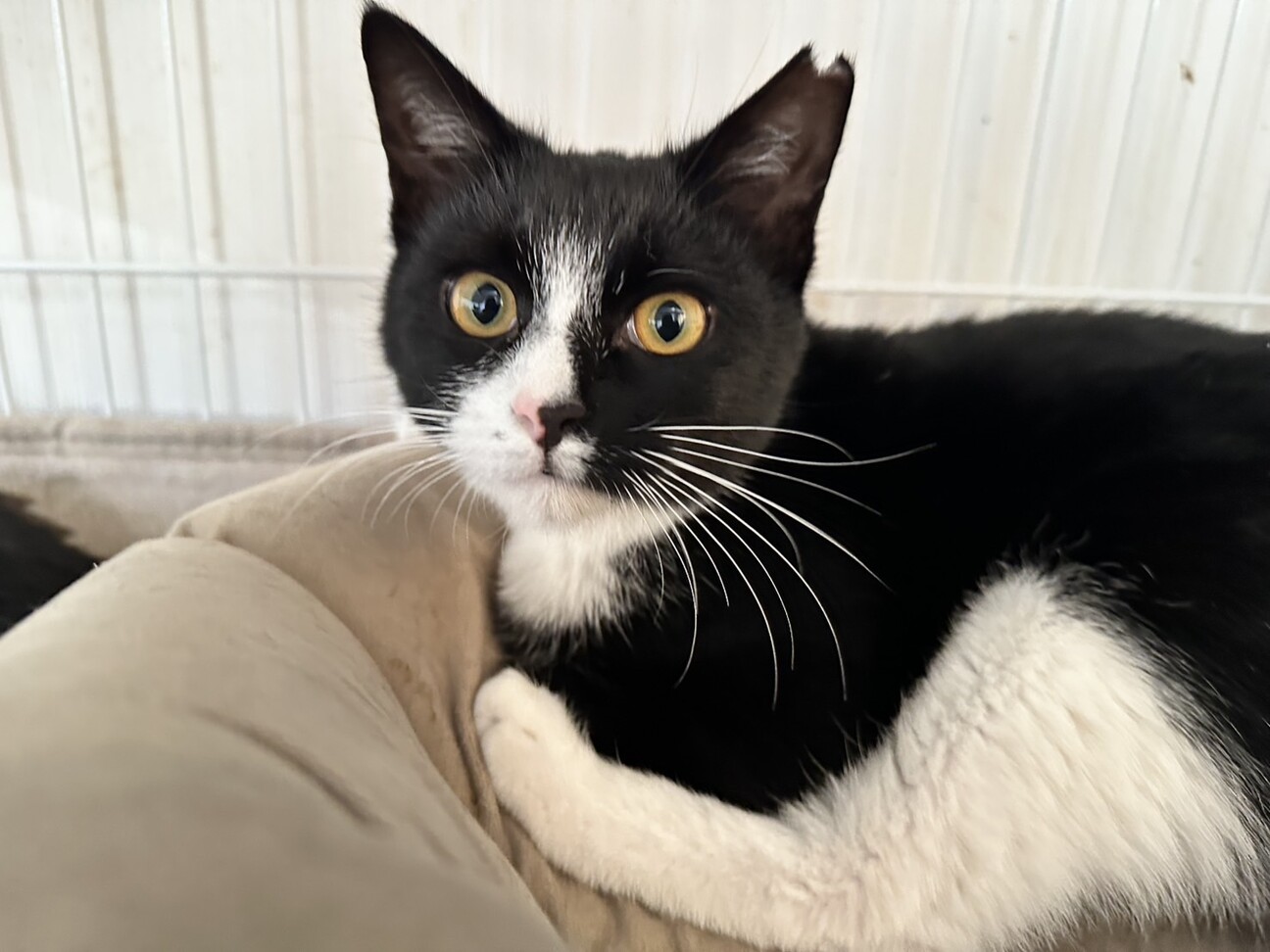 人馴れ甘えた、ルーちゃん サムネイル1