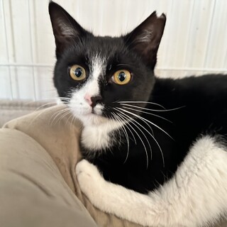 人馴れ甘えた、ルーちゃん