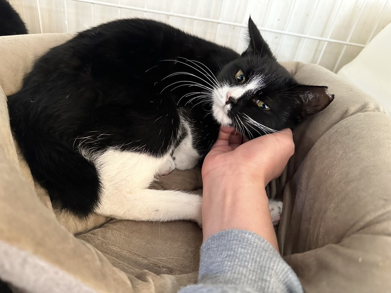 人馴れ甘えた、ルーちゃん サムネイル2