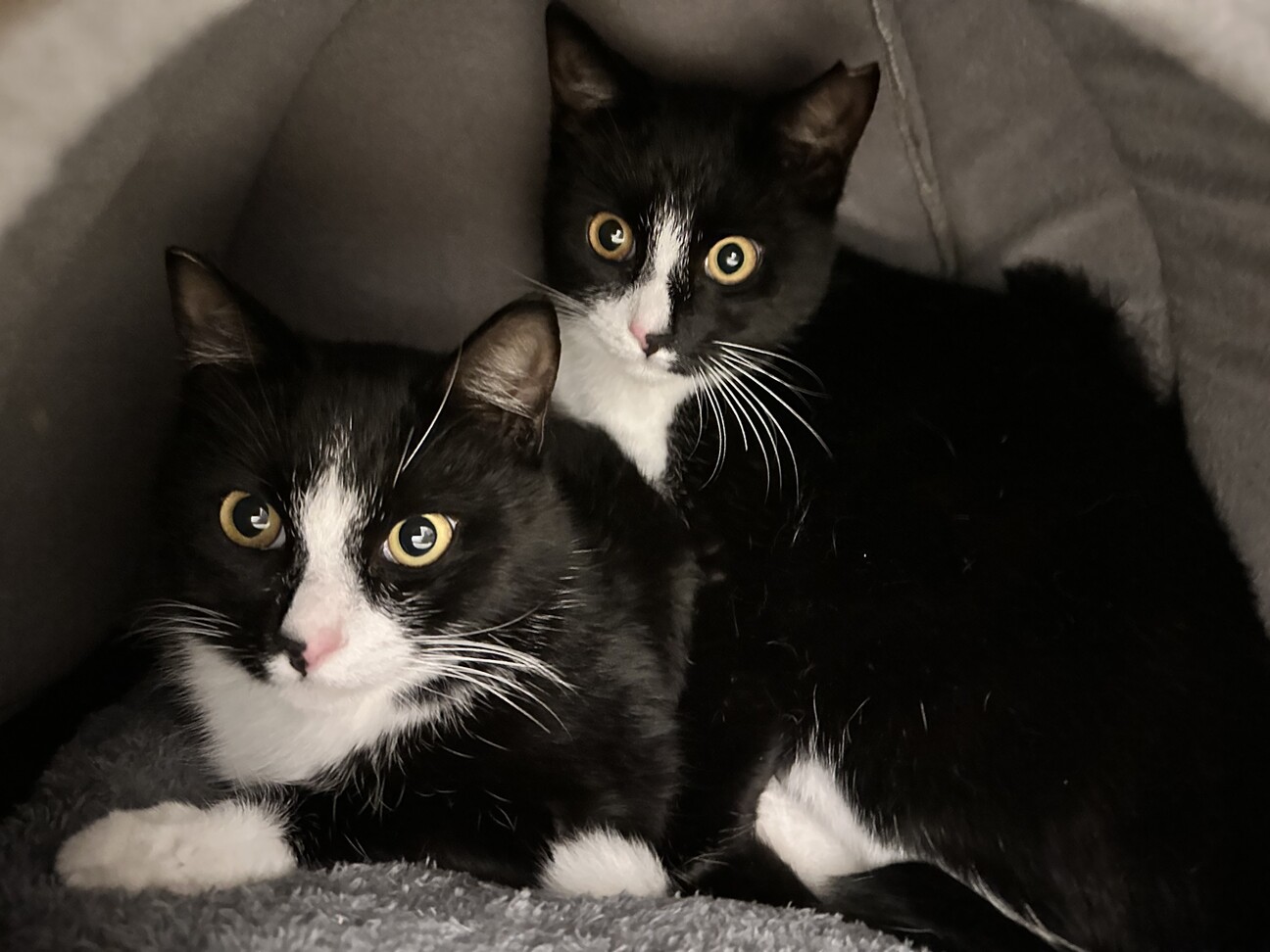 人馴れ甘えた、ルーちゃん サムネイル3