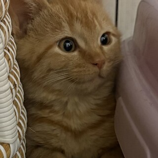 運をもってる♬大吉くん