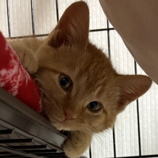 6匹の兄弟のうちの1匹♪クゥくん