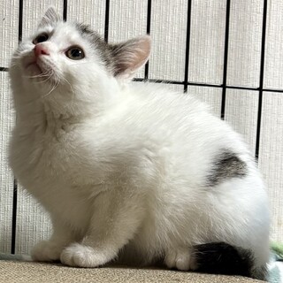 小さいのにシャー♬いろはちゃん