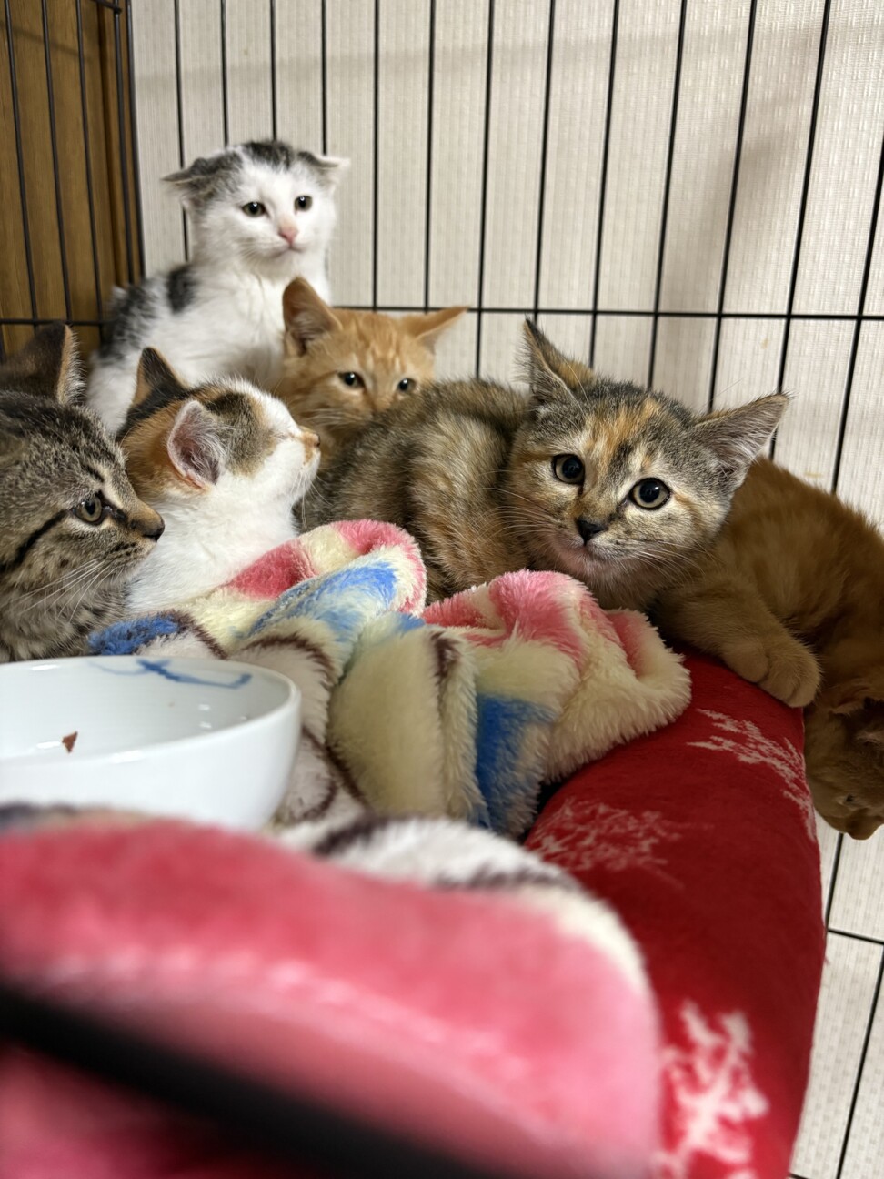 6匹の兄弟のうちの1匹♪」千葉県 - 猫の里親募集(531564) 3枚目の