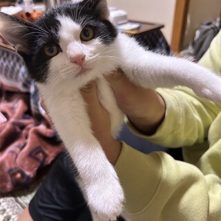 あまえんぼ⭐︎白黒ハチワレ　