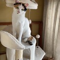 【助けて】母猫に虐められている三毛猫