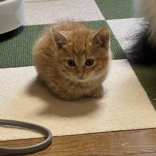 カギ尻尾の元気な茶トラの男の子