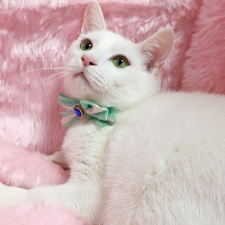 aǁAVэD􏃔̔LwbexU